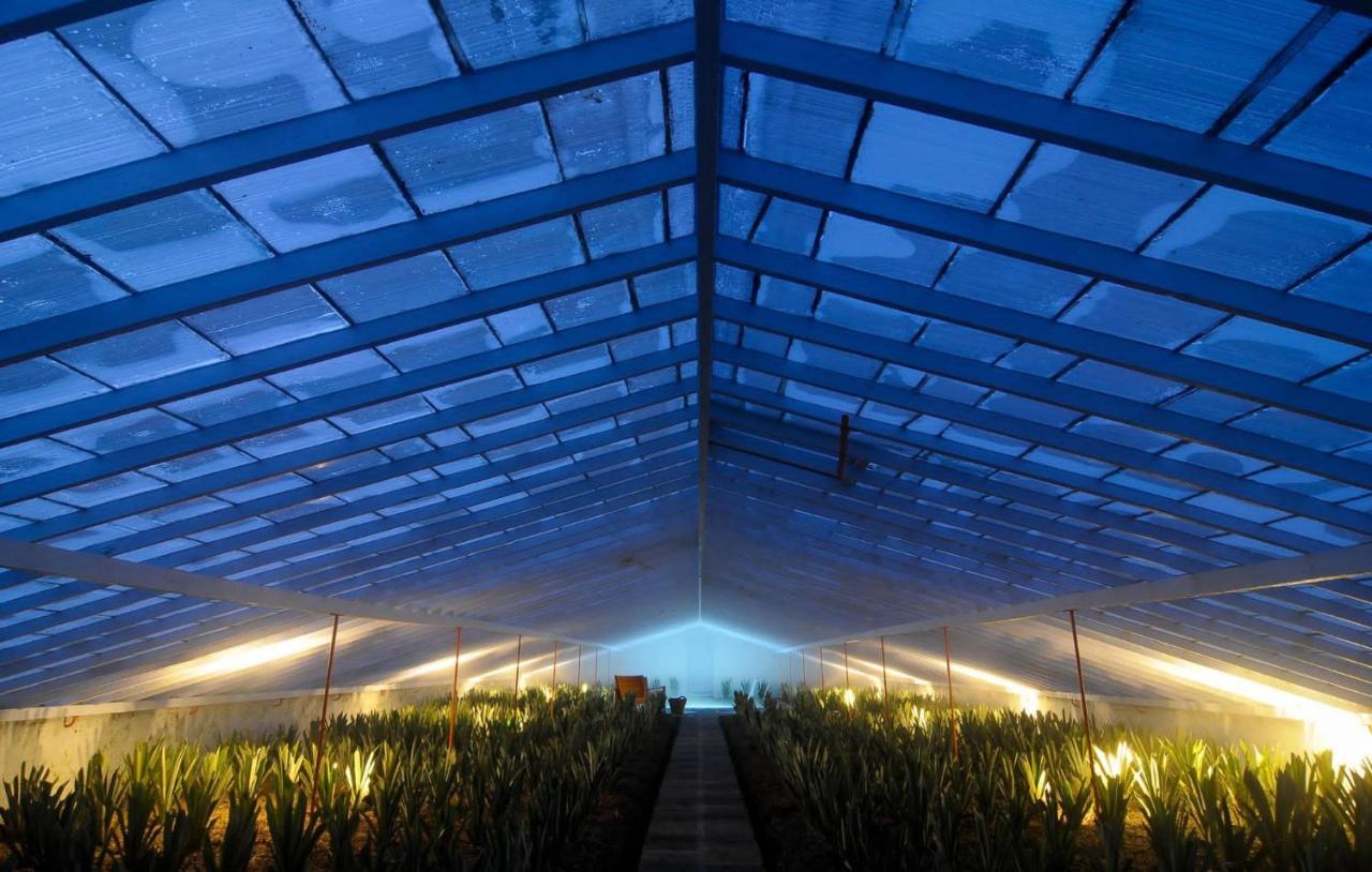 Farm stay Herdade Do Ananas *