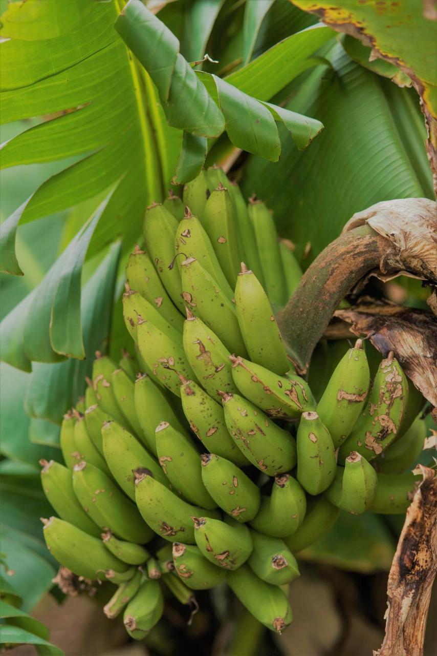 Farm stay Herdade Do Ananas *