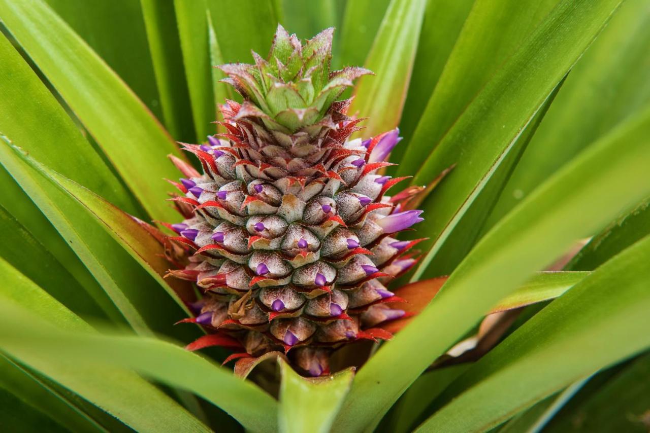 Herdade Do Ananas Ponta Delgada (Sao Miguel)