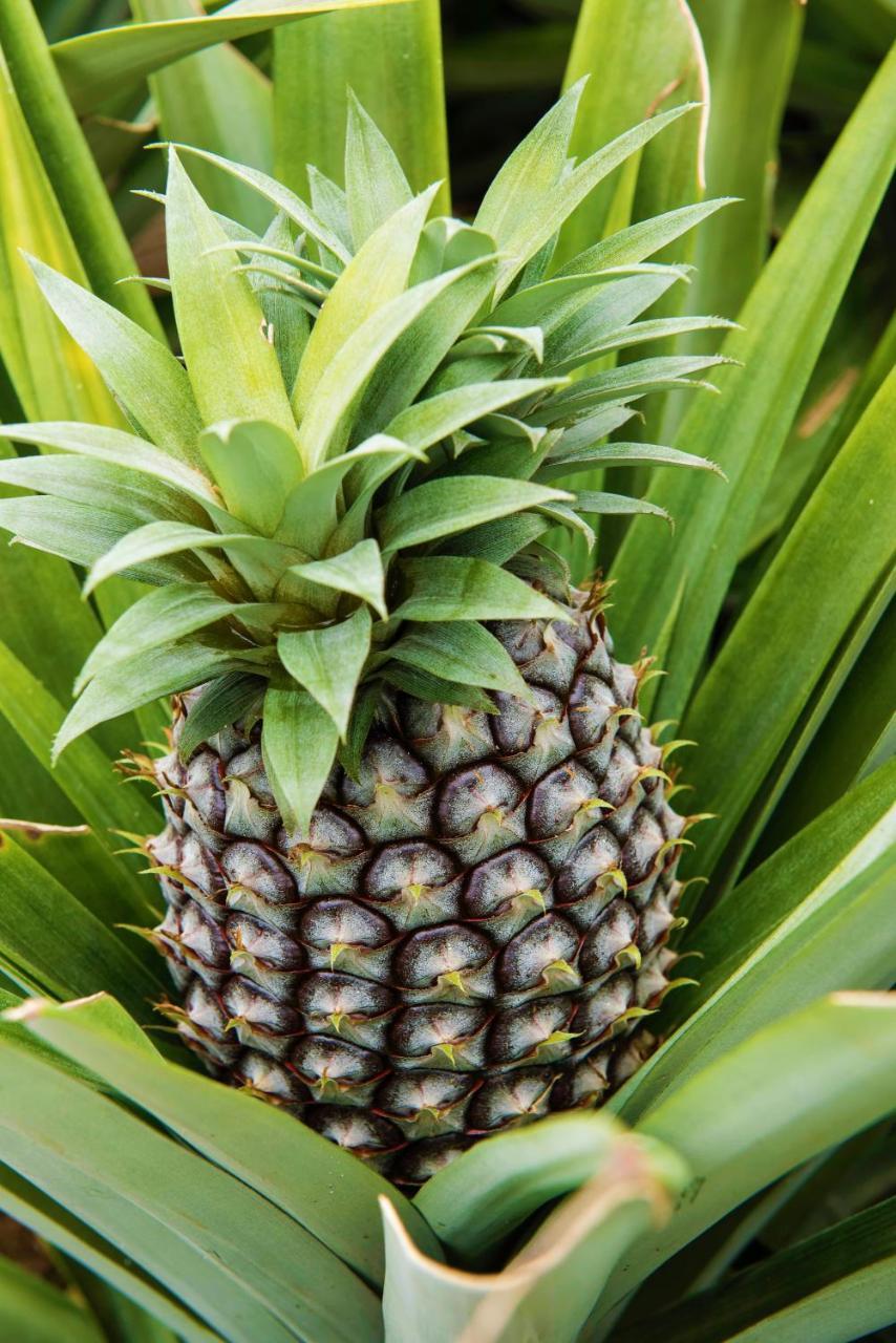 Herdade Do Ananas *